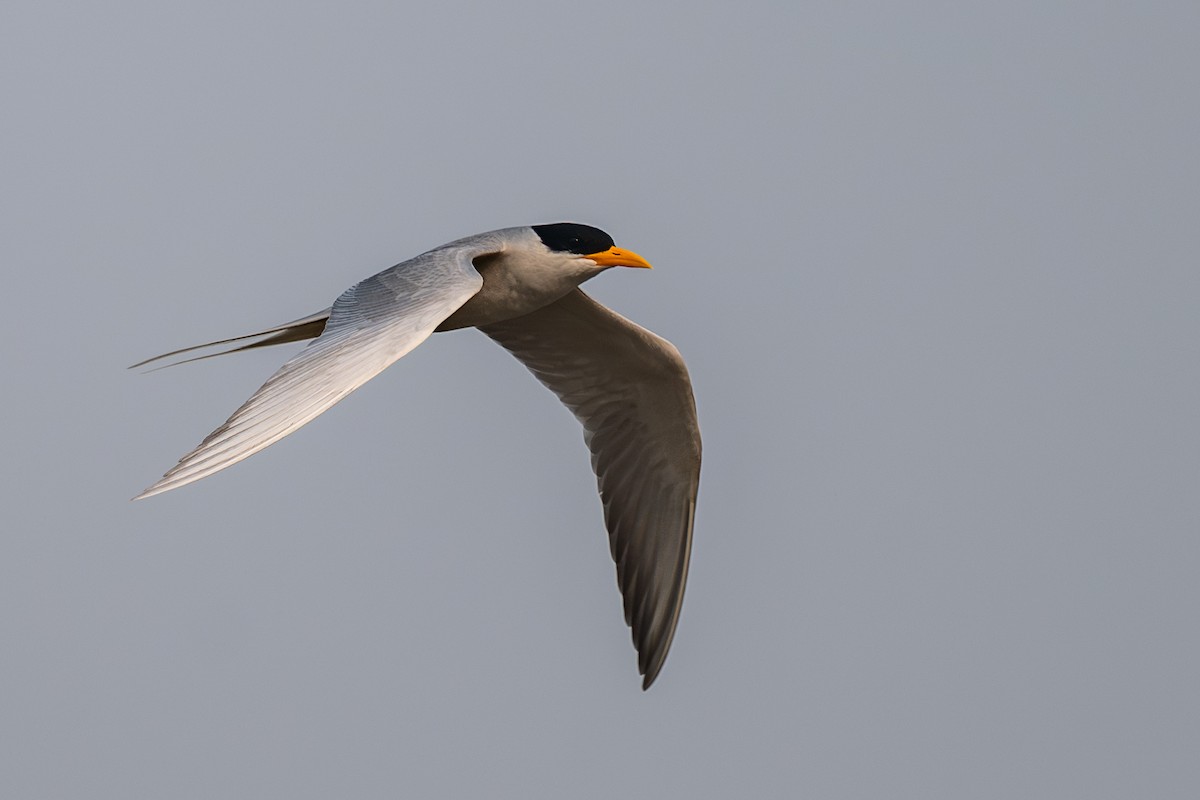 River Tern - ML645541397