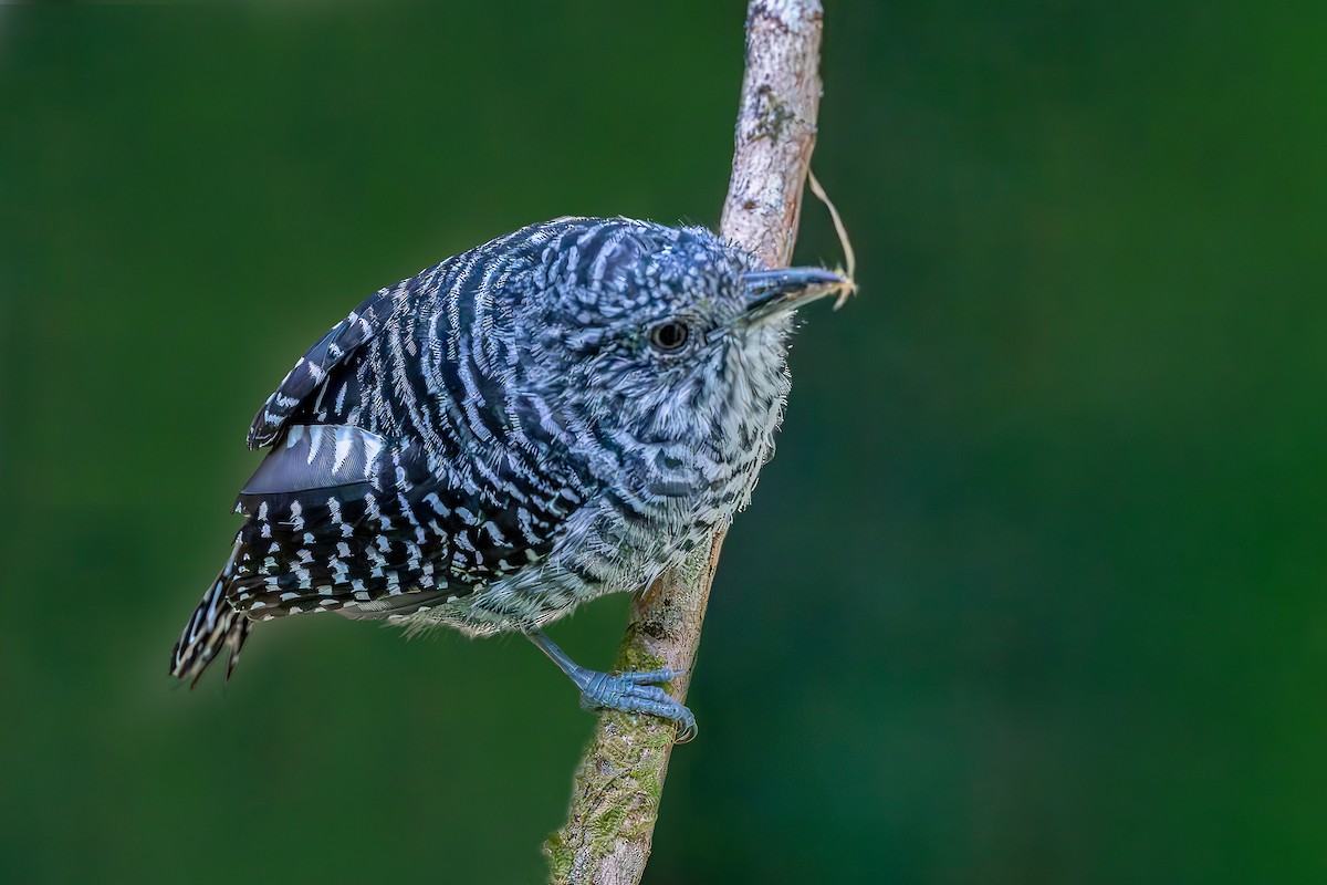 Bar-crested Antshrike - ML645541398