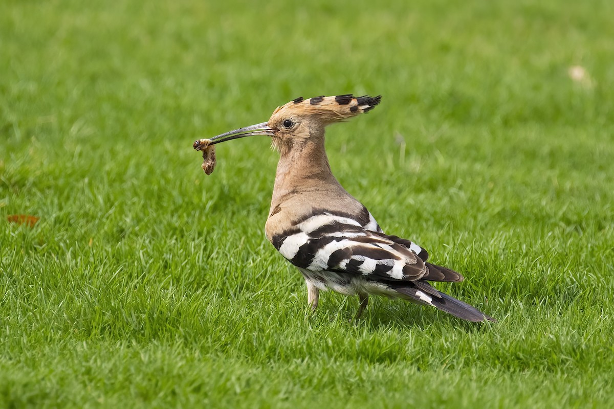 Common Hoopoe - ML645541399