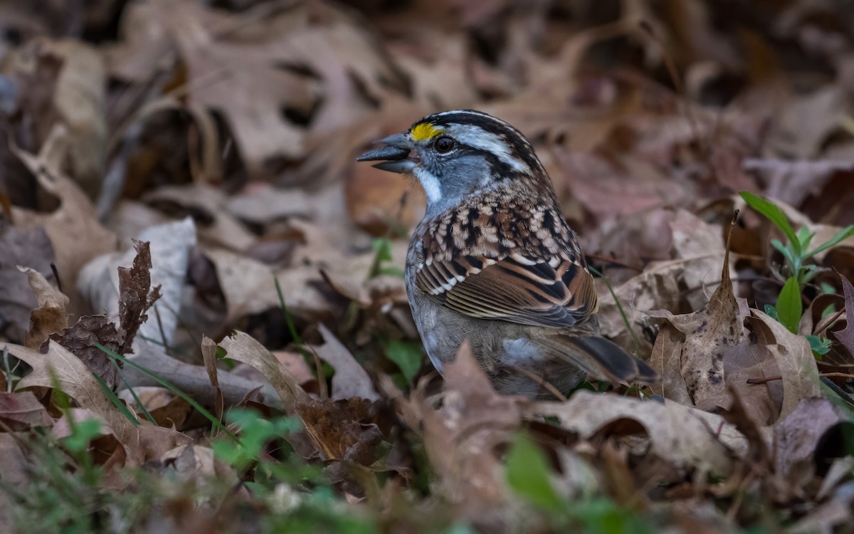 White-throated Sparrow - ML645541400