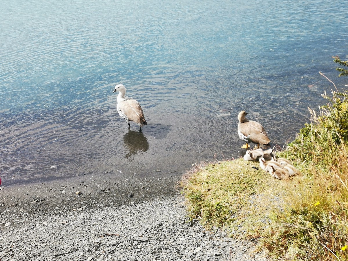 Upland Goose - ML645541401