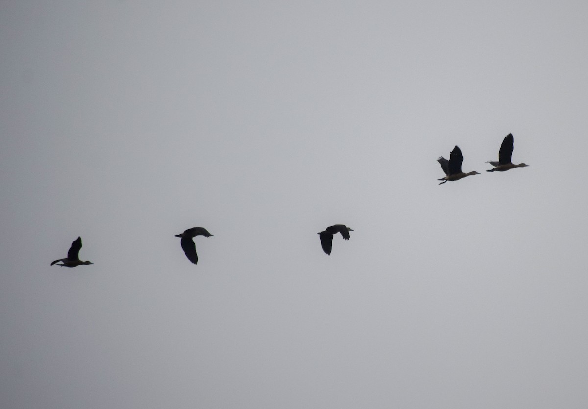 Lesser Whistling-Duck - ML645541402