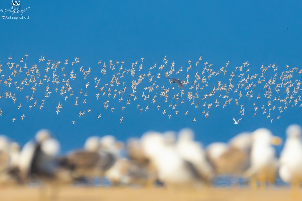 Sanderling - ML645541403