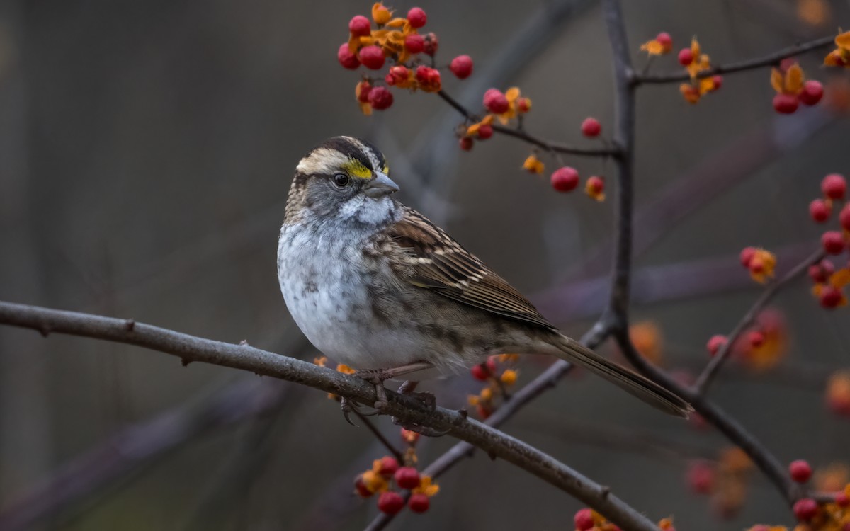 White-throated Sparrow - ML645541404
