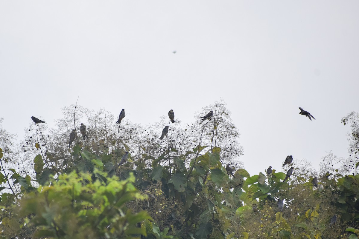 Amur Falcon - ML645541405