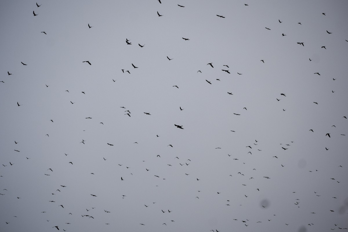 Amur Falcon - ML645541406