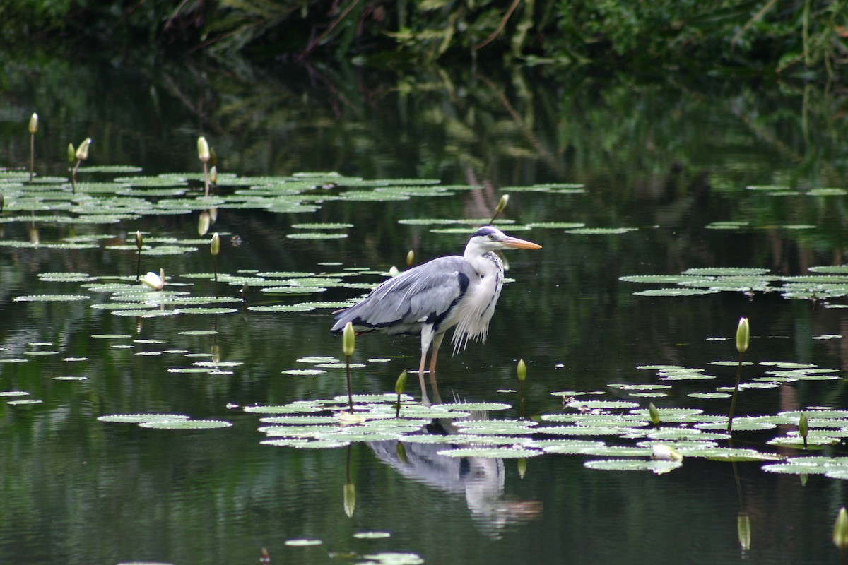 Gray Heron - ML645541407