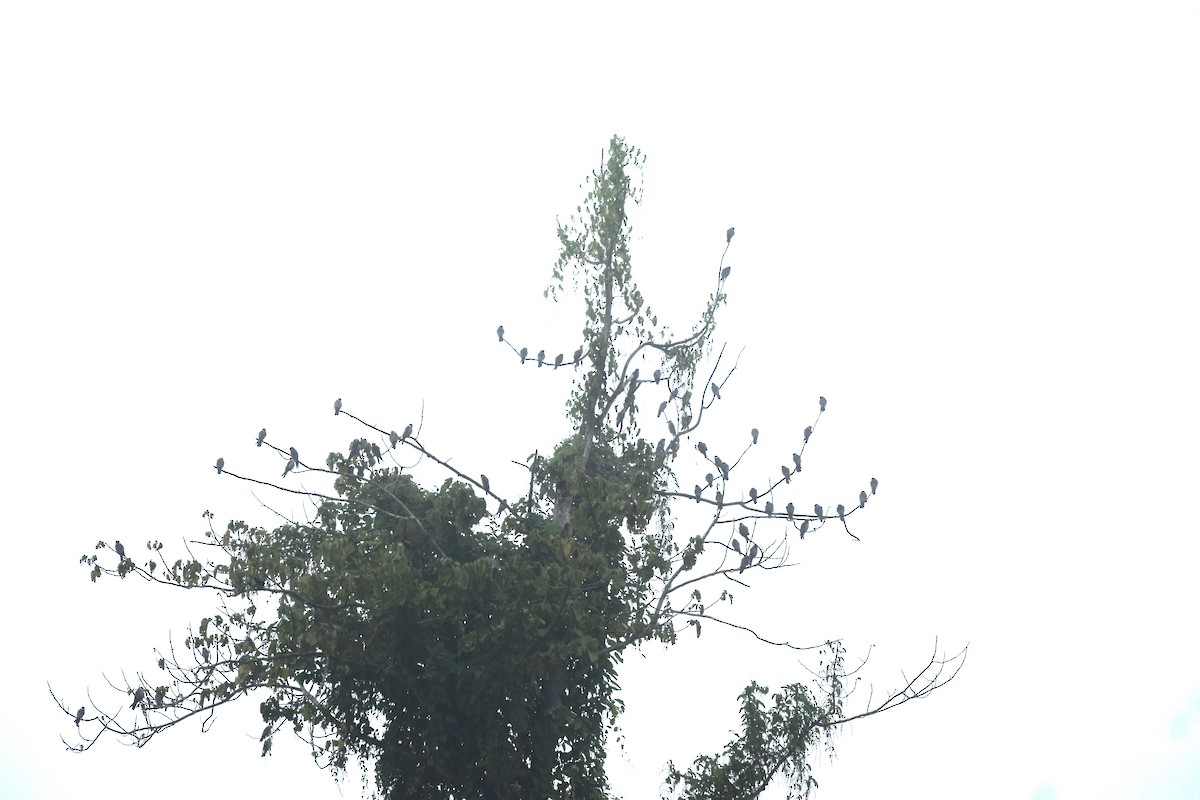 Amur Falcon - ML645541408