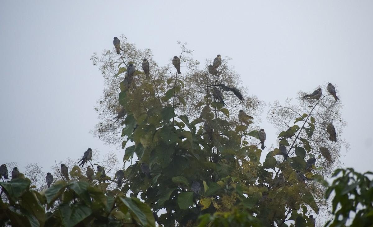 Amur Falcon - ML645541409