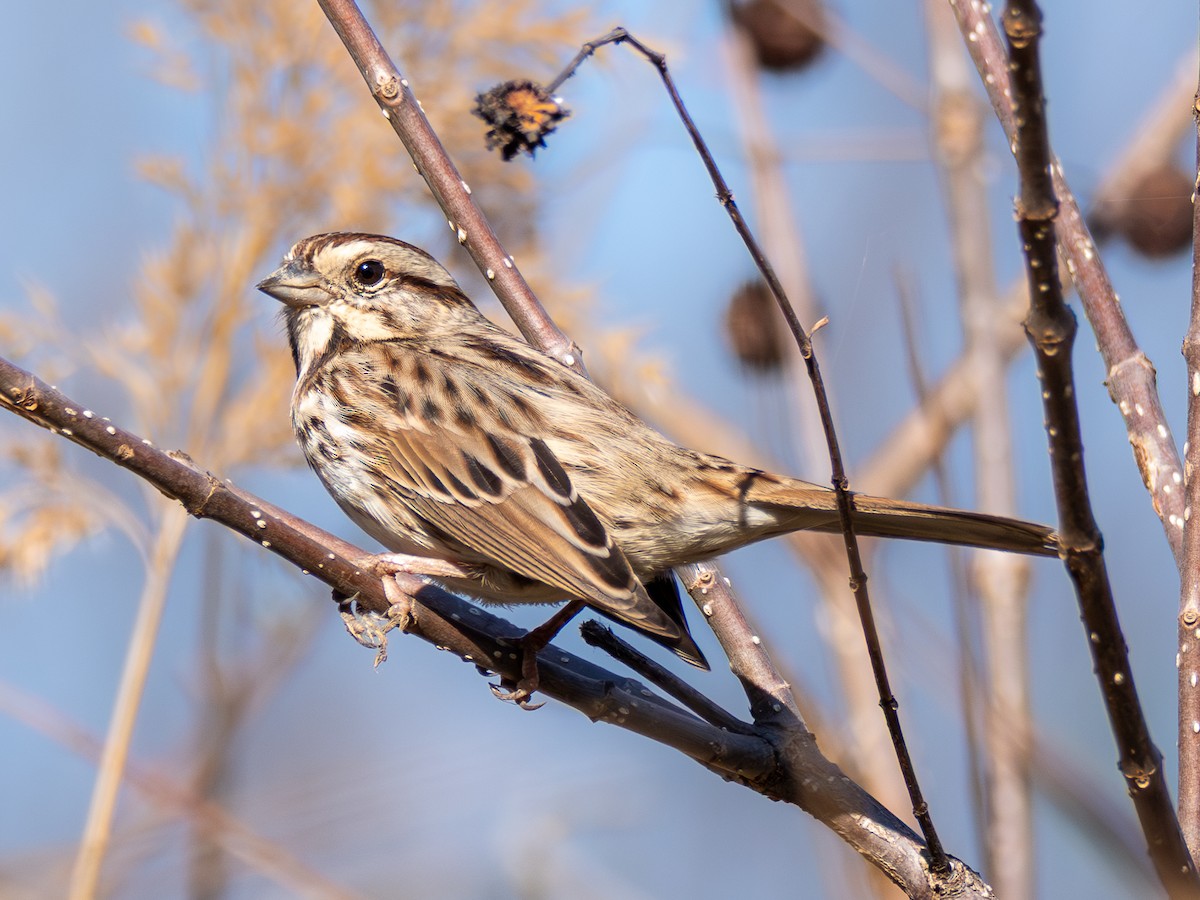 Song Sparrow - ML645541410