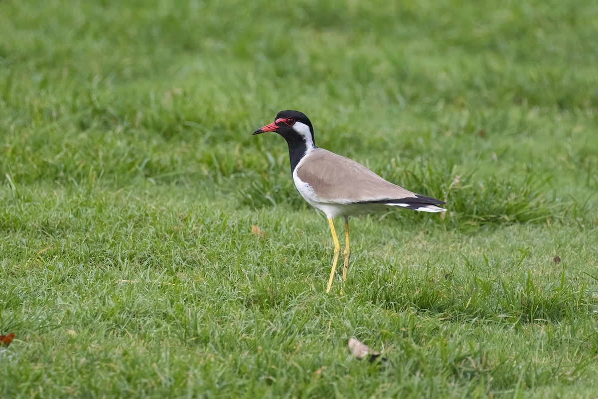 Red-wattled Lapwing - ML645541411