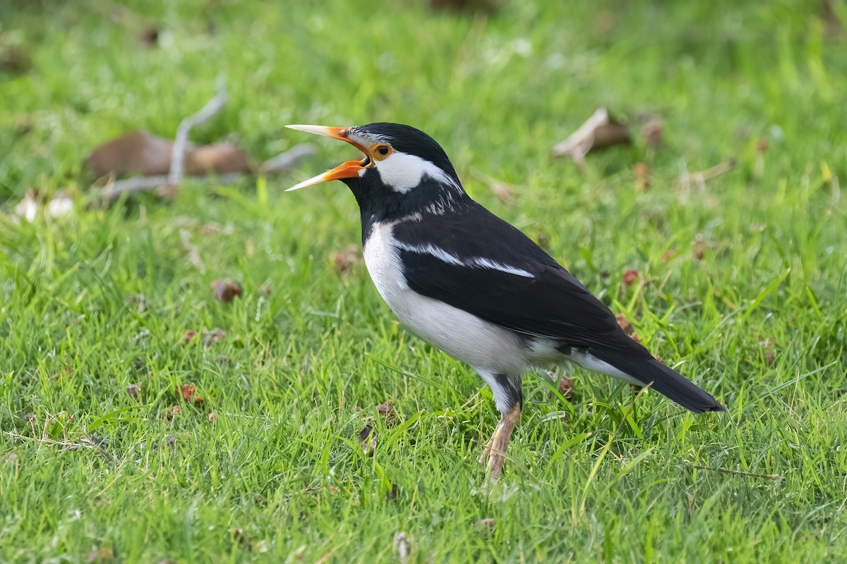 Indian Pied Starling - ML645541414