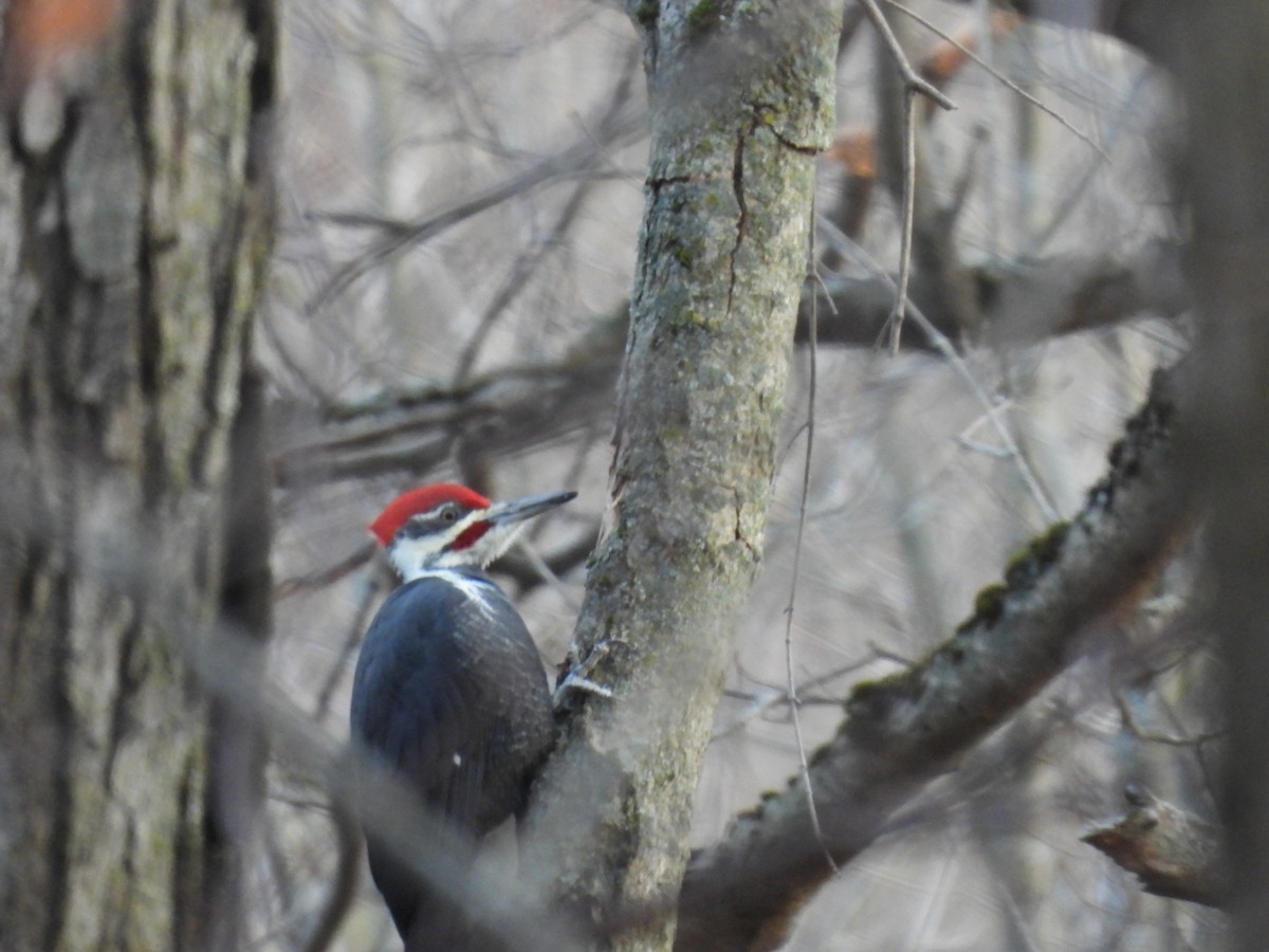 datel chocholatý - ML645541423