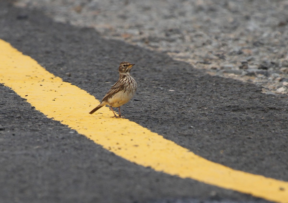Large-billed Lark - ML645541466