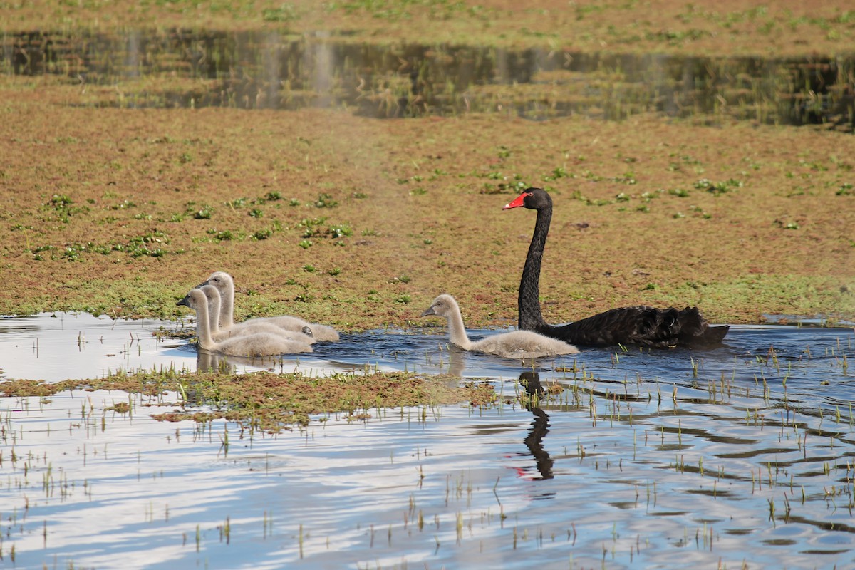 labuť černá - ML645541467