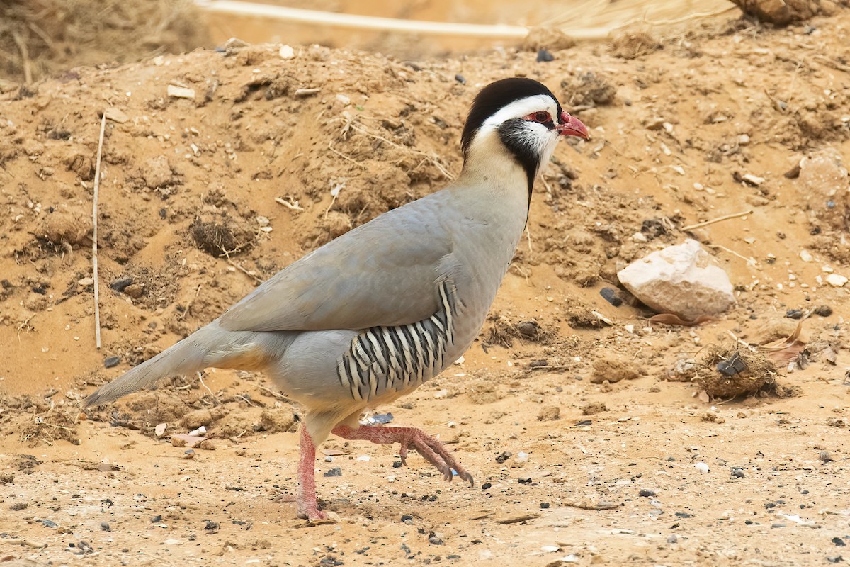 アラビアイワシャコ - ML645541468