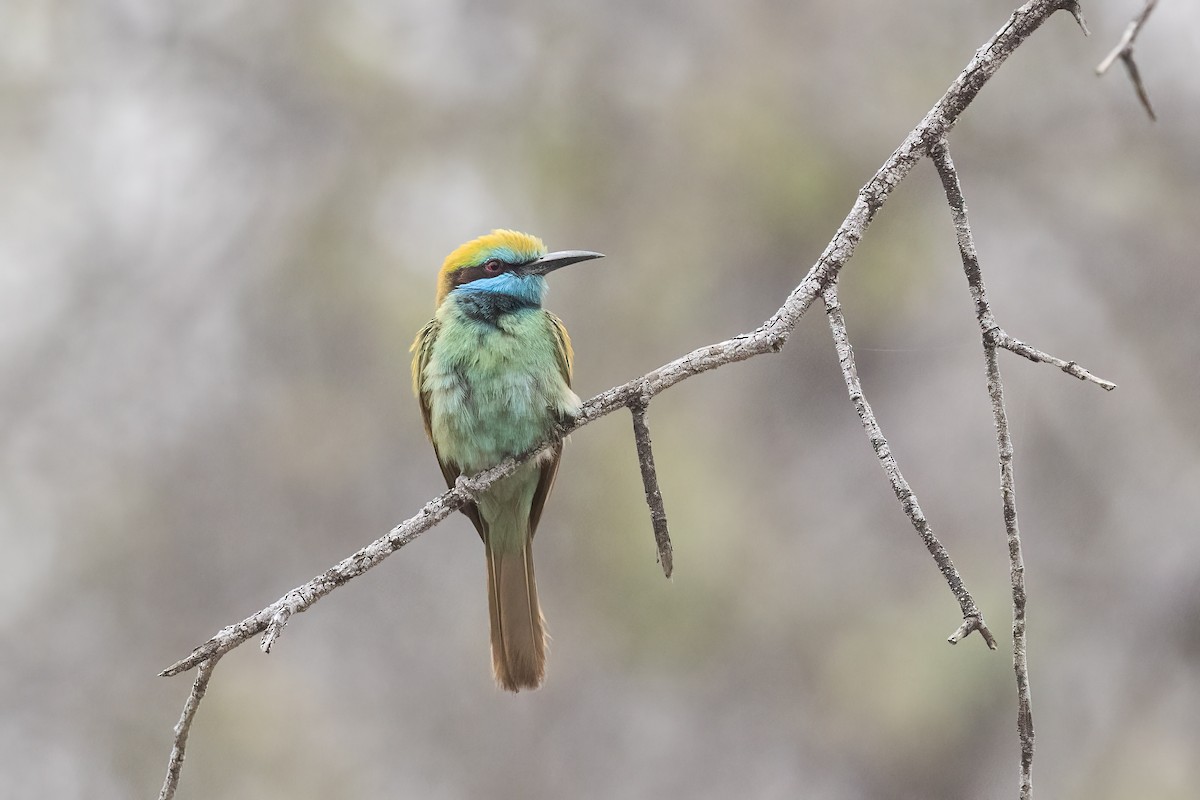 Arabian Green Bee-eater - ML645541476