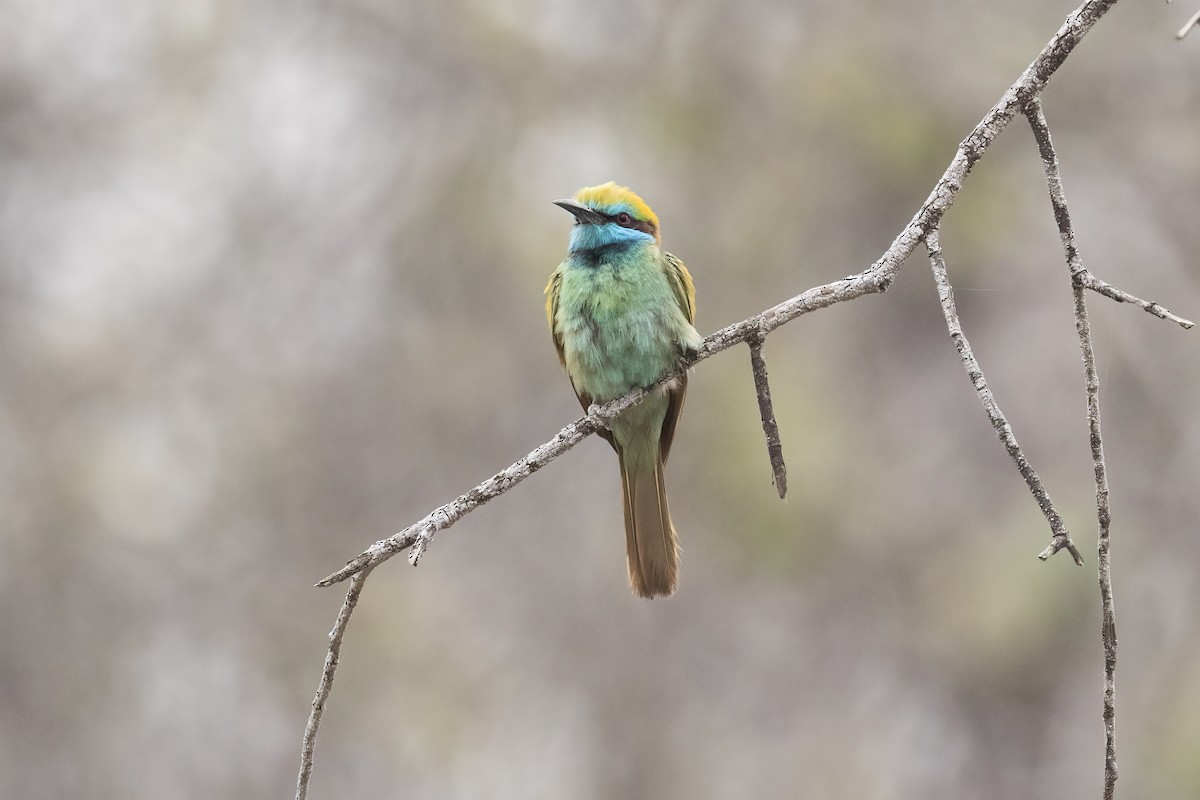 Arabian Green Bee-eater - ML645541477