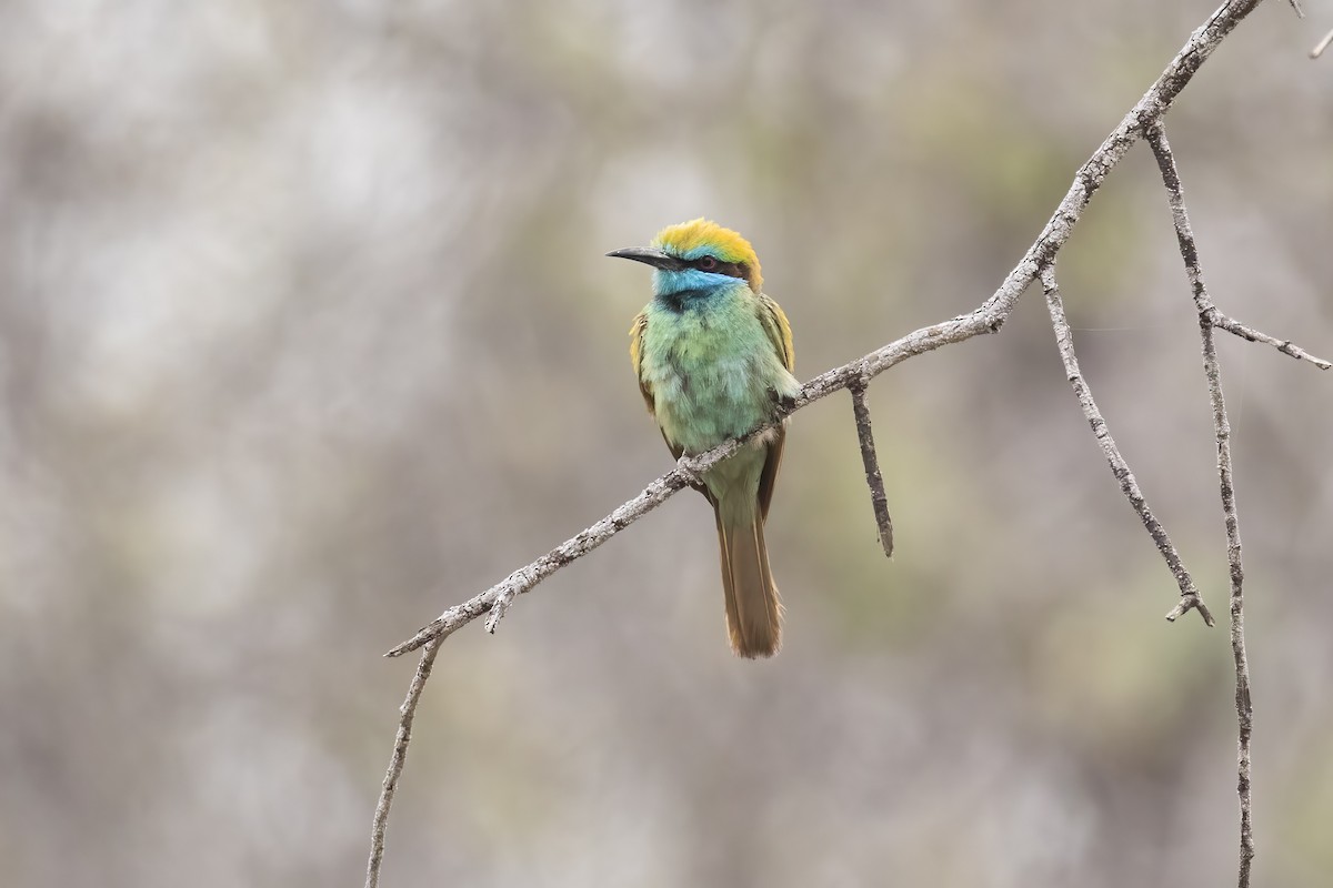 Arabian Green Bee-eater - ML645541478