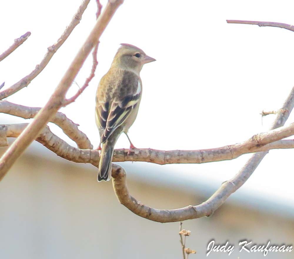 Common Chaffinch - ML645541492