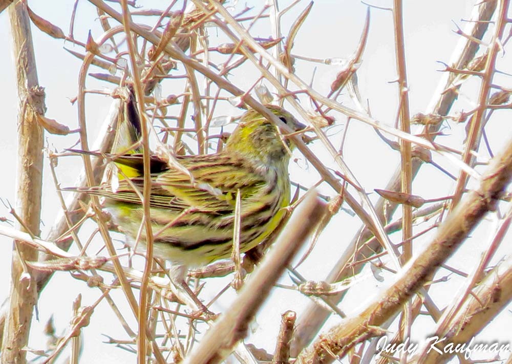 Txirriskila arrunta - ML645541498