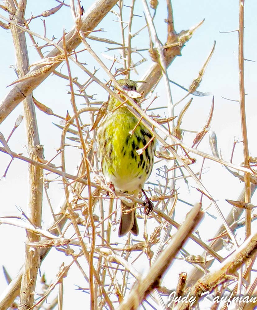 Txirriskila arrunta - ML645541514