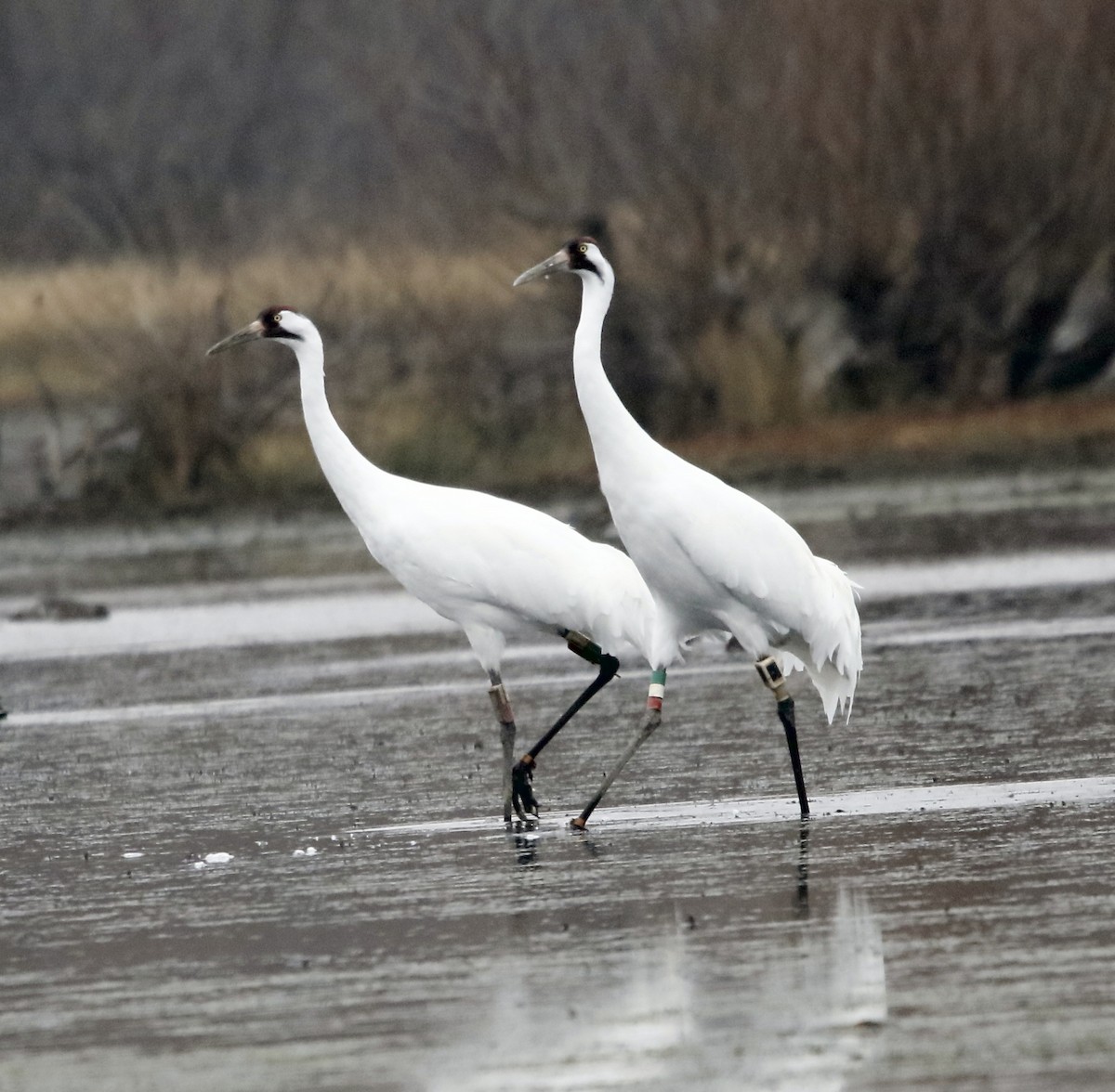 trompettrane - ML645541515