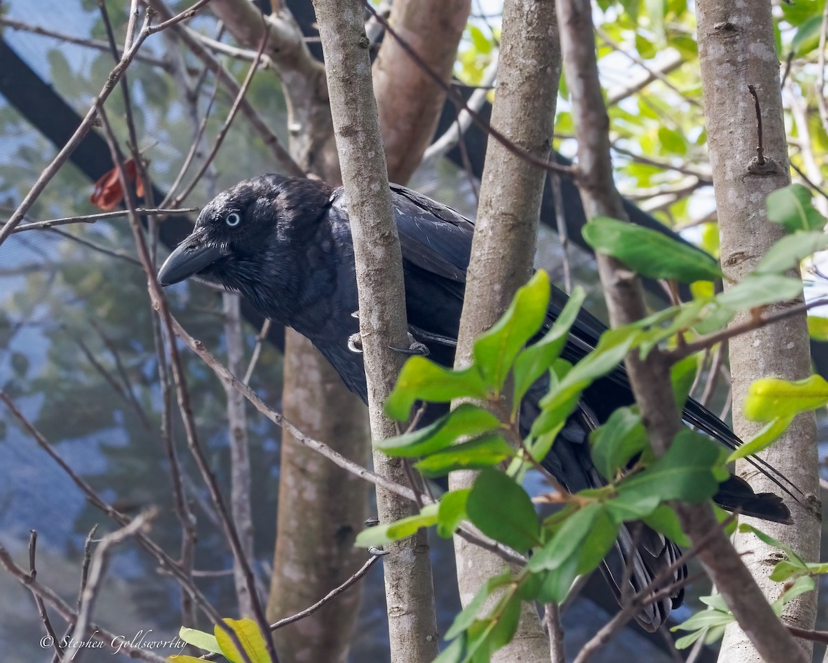 Torresian Crow - ML645541517