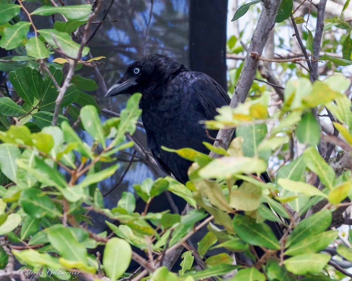 Torresian Crow - ML645541518