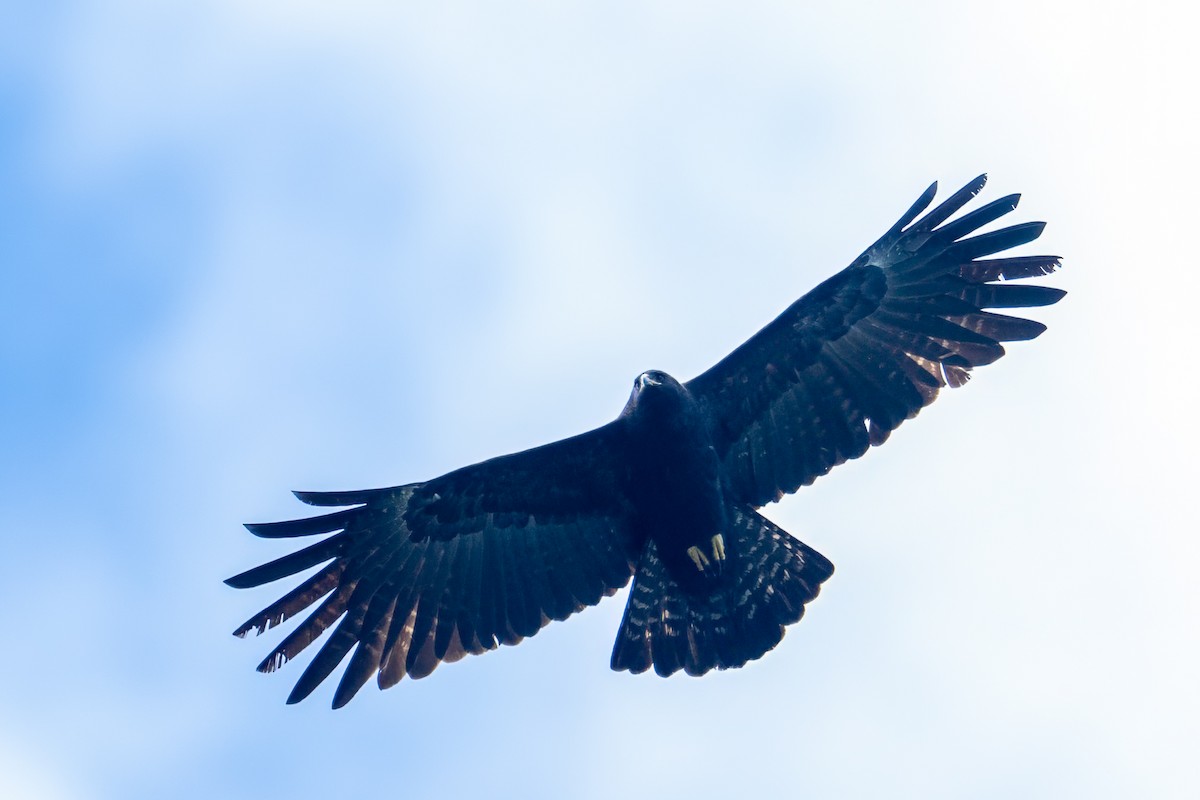 Black Eagle - ML645541541