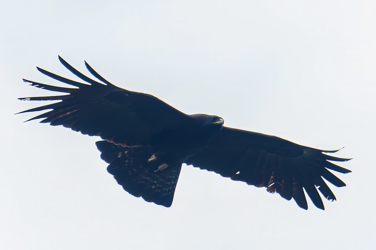 Black Eagle - ML645541542