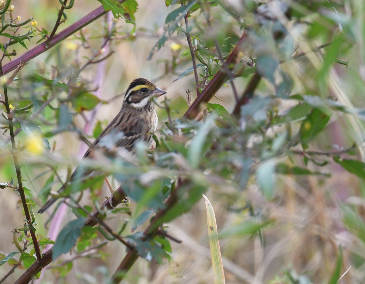 Yellow-browed Bunting - ML645541543