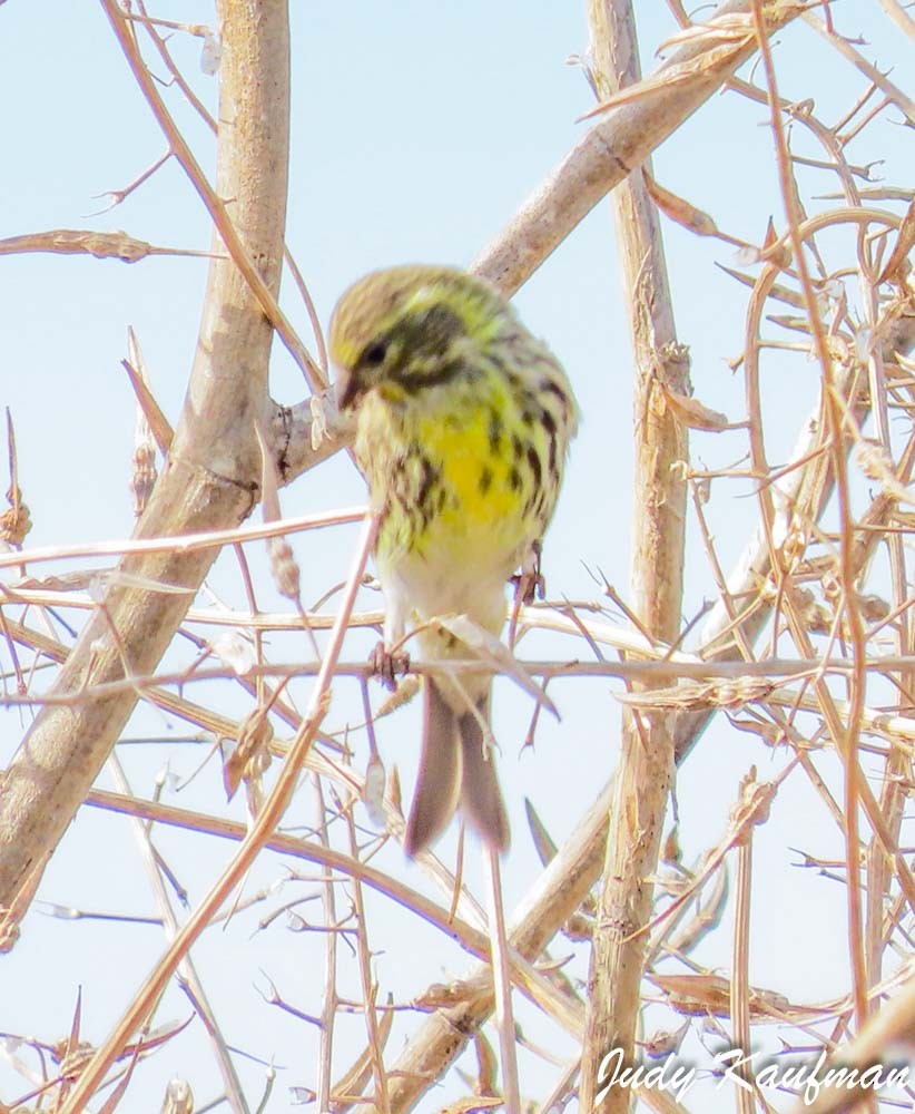 Txirriskila arrunta - ML645541545