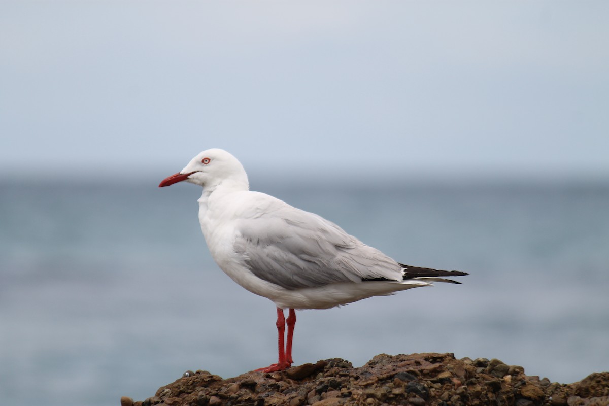 racek australský - ML645541546