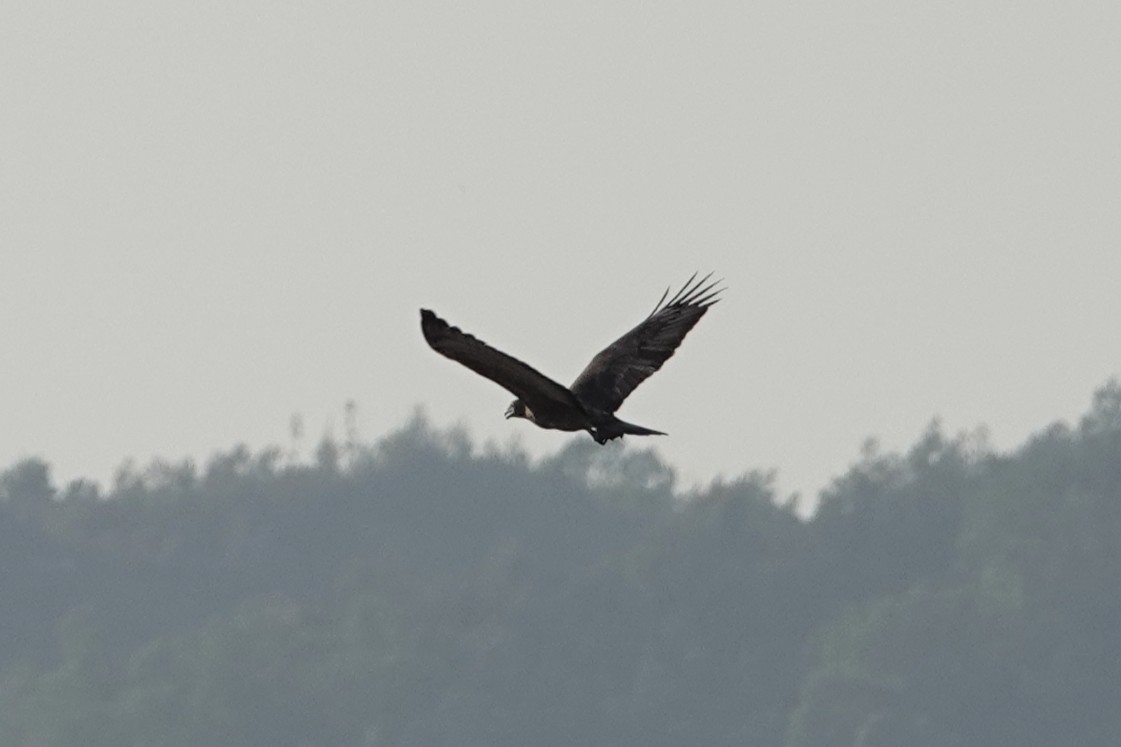 beltestær - ML645541549