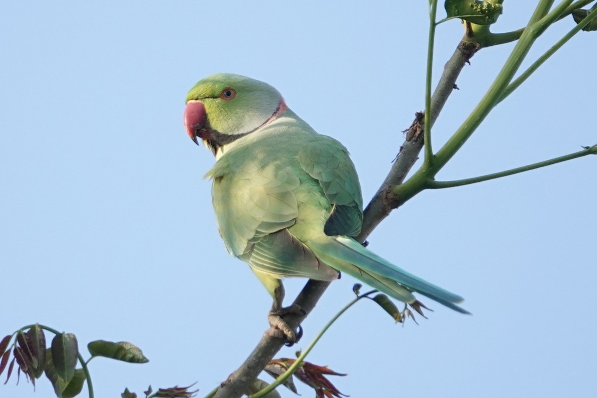 halsbåndparakitt - ML645541551