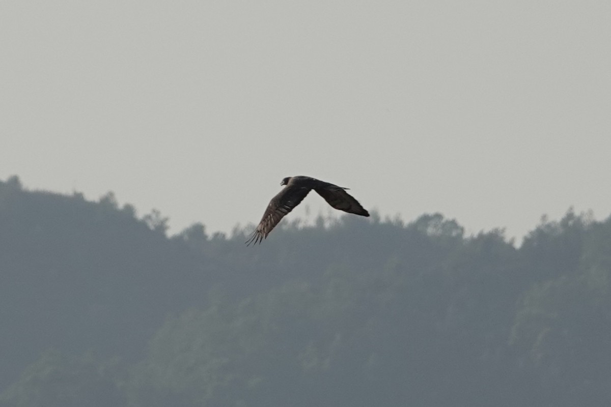 beltestær - ML645541552