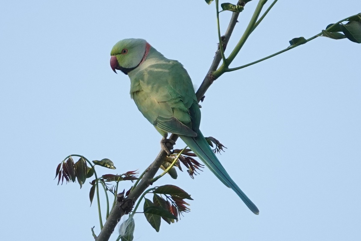 halsbåndparakitt - ML645541553