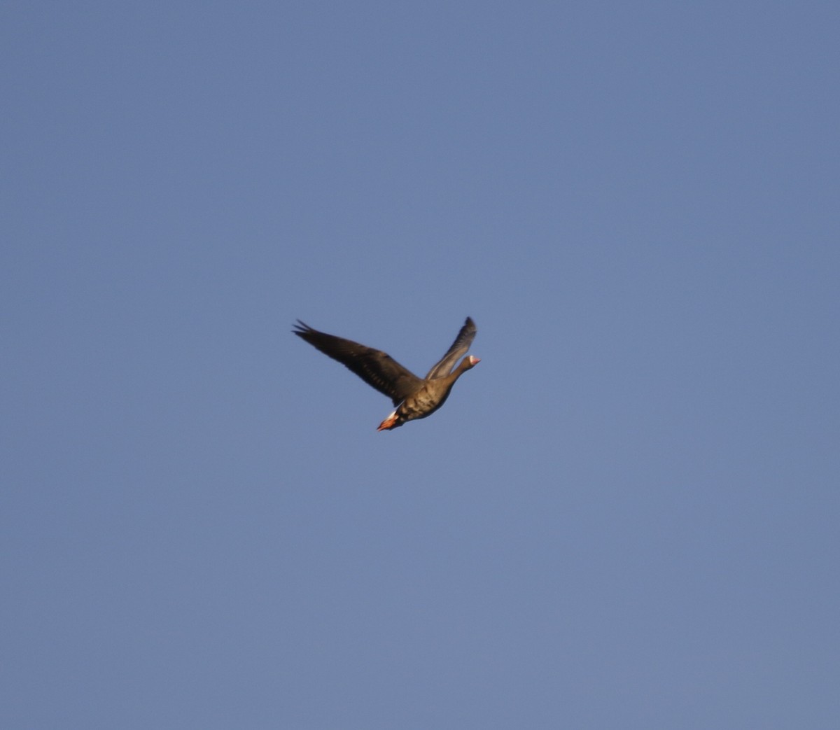 tundragås - ML645541556