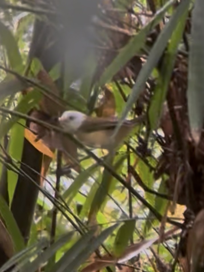 halsbåndtimal - ML645541557