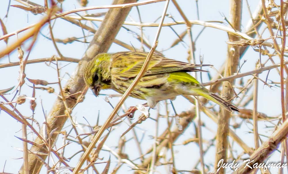 gulirisk - ML645541558