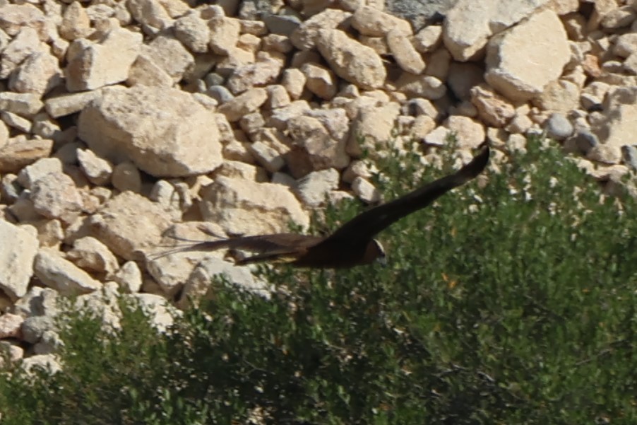 sivhauk - ML645541559