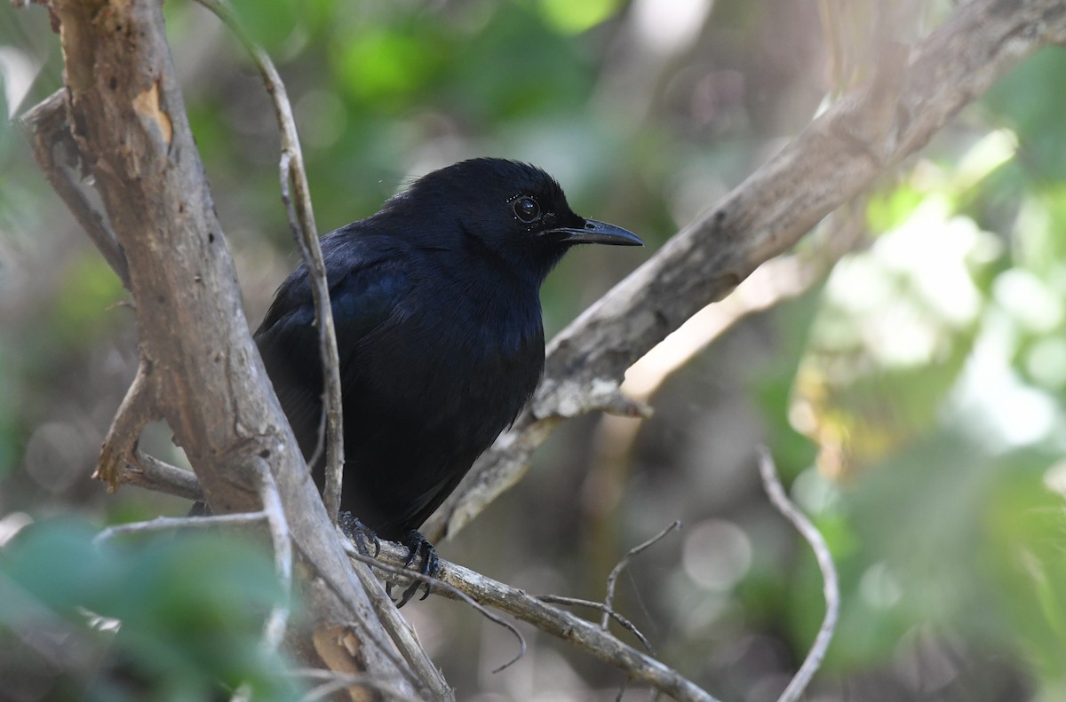 svartspottefugl - ML645541560