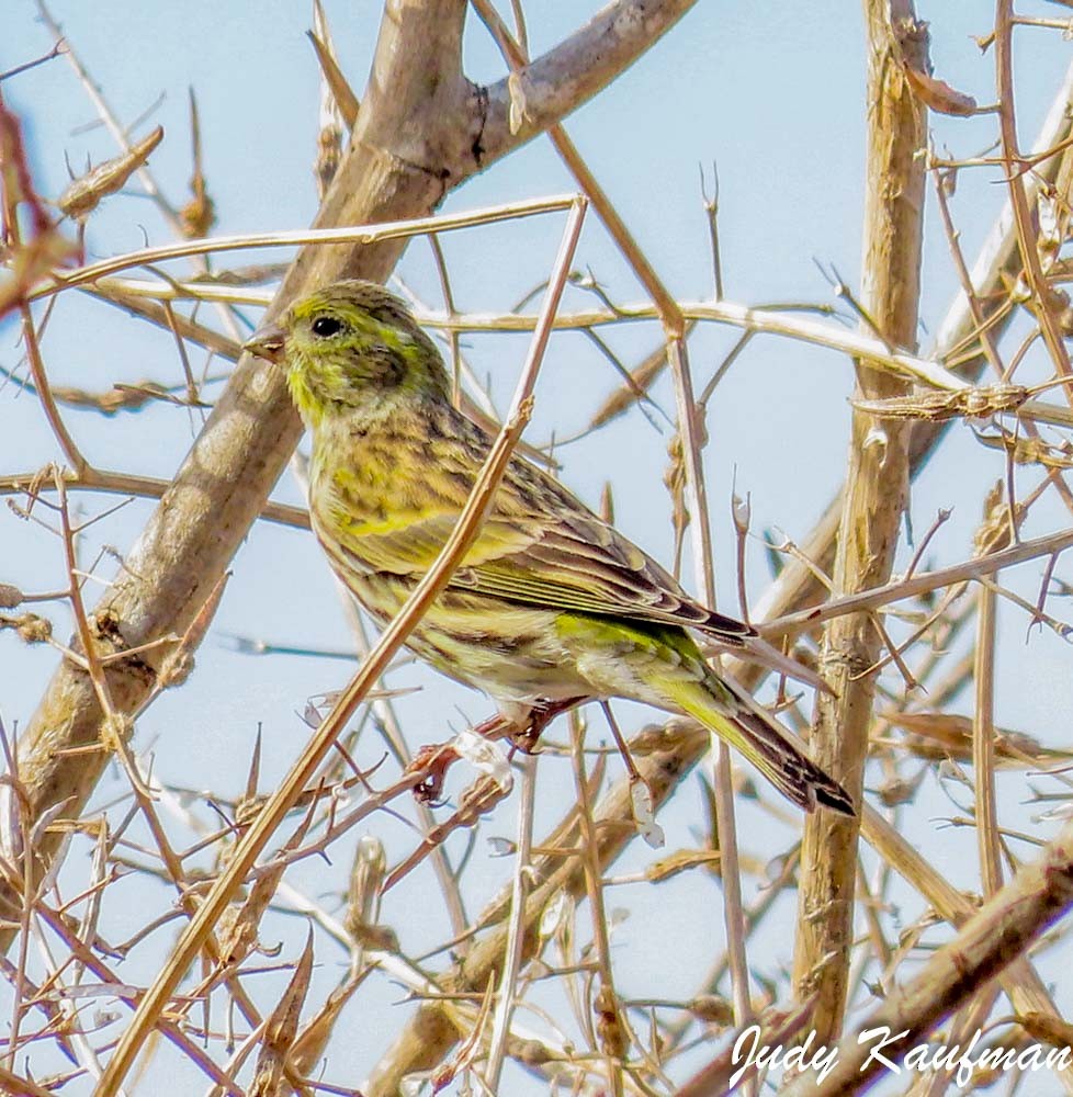 gulirisk - ML645541561