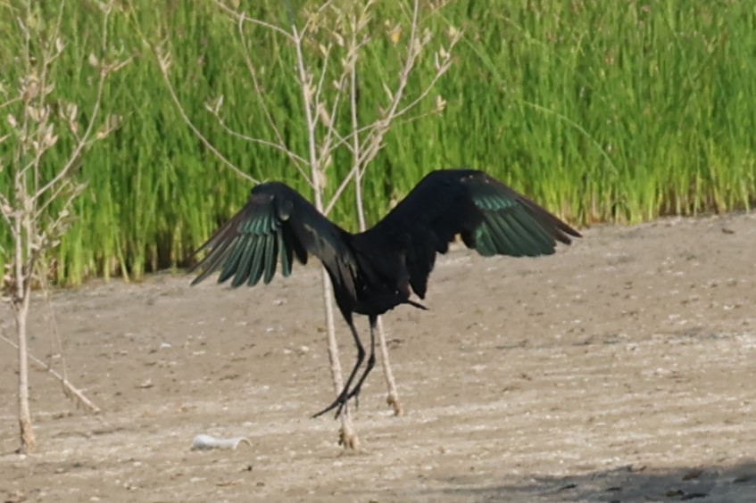 bronseibis - ML645541562