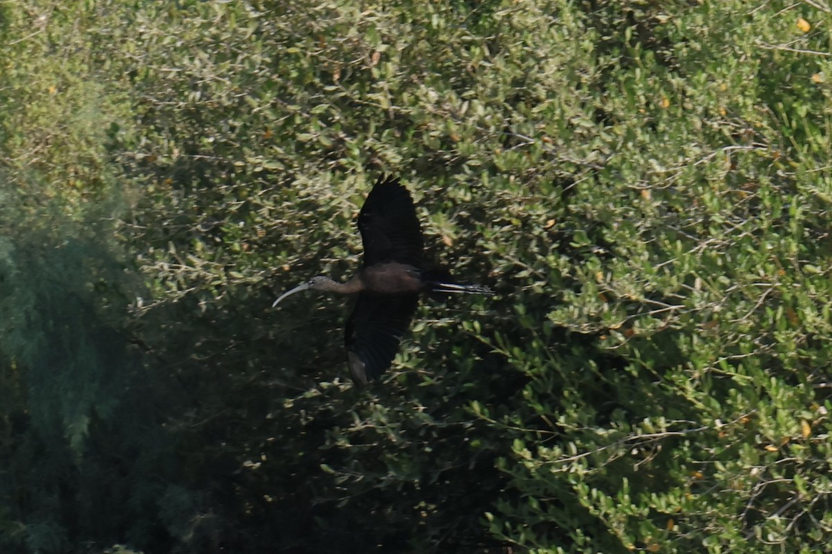 bronseibis - ML645541563