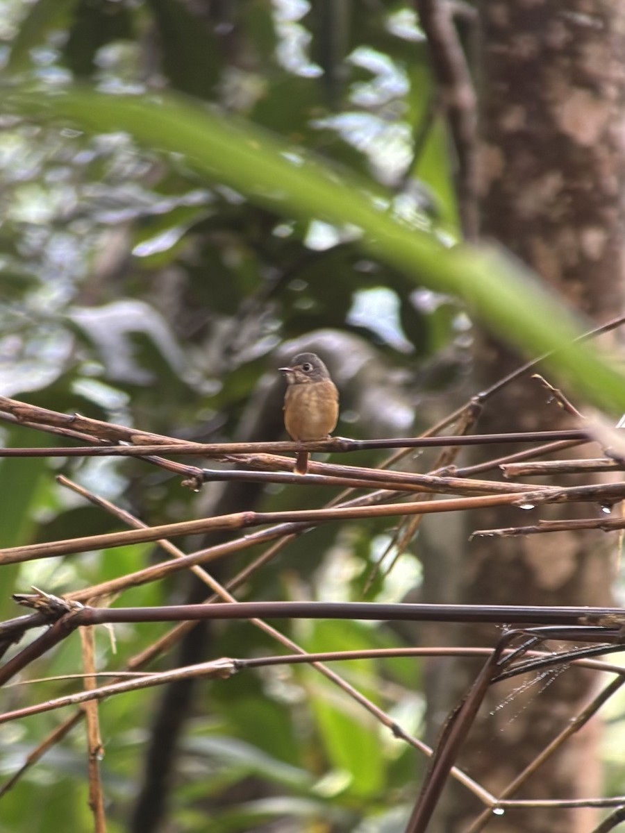 rustfluesnapper - ML645541564