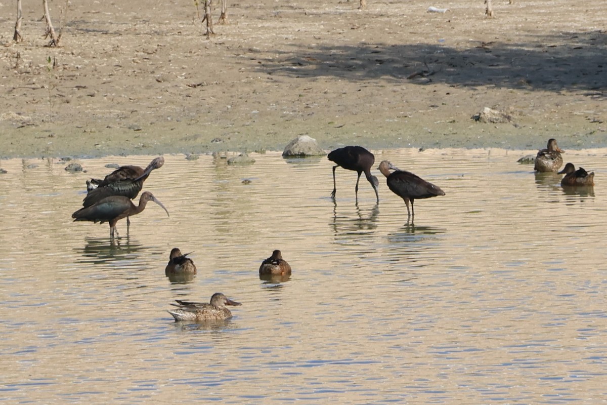 Sichler - ML645541565