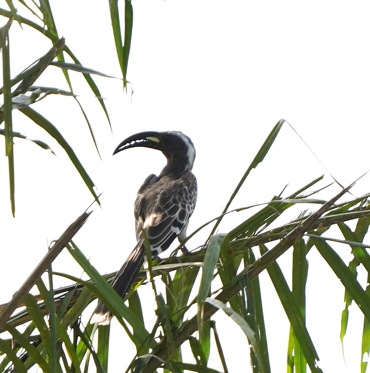 Grautoko - ML645541566