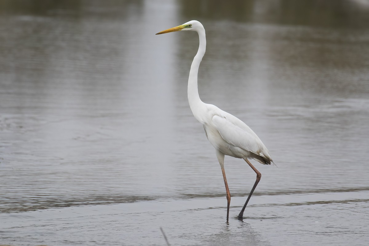 Silberreiher - ML645541567